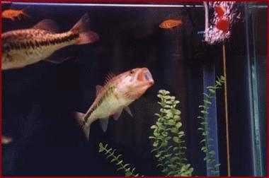 Stoner's Largemouth Bass Aquarium